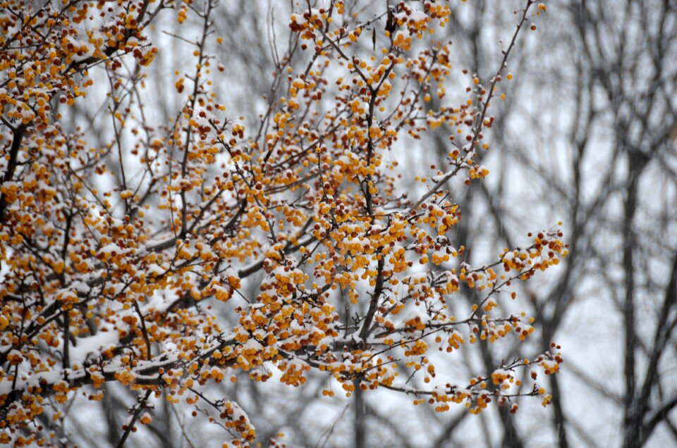 Branches snow cold