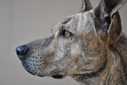 Dog my dog best friend