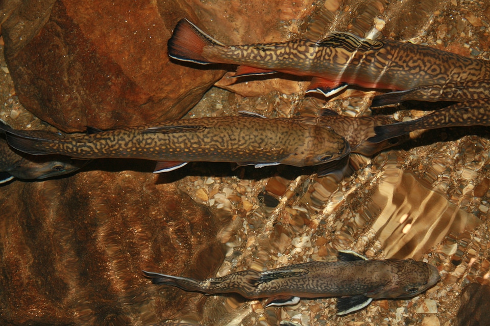 Blind fish animal zoology