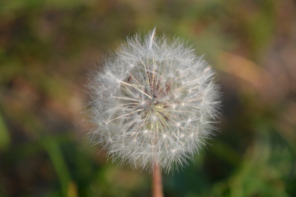 White dandelion green
