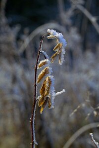 Frost plant foliage