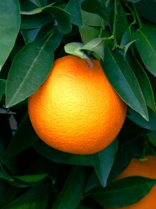 Naranjo citric fruit