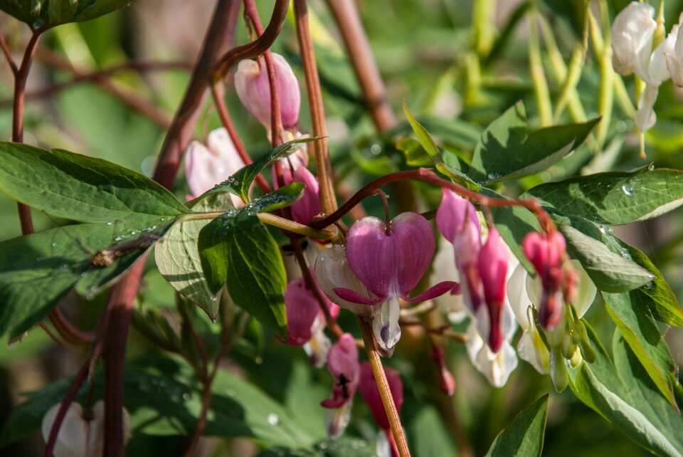 Bleeding heart ornamental plant two tone heart flower
