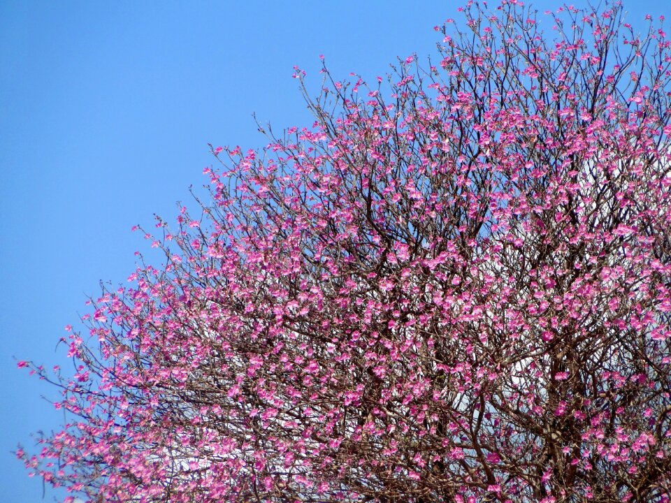 Floral blossom natural