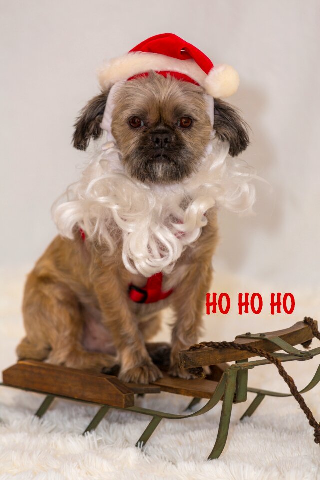 Dog holiday hat