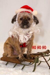 Dog holiday hat