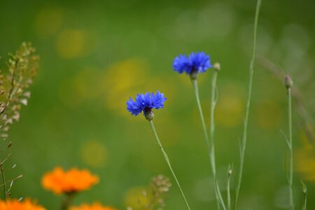 Blue wild flowers wild