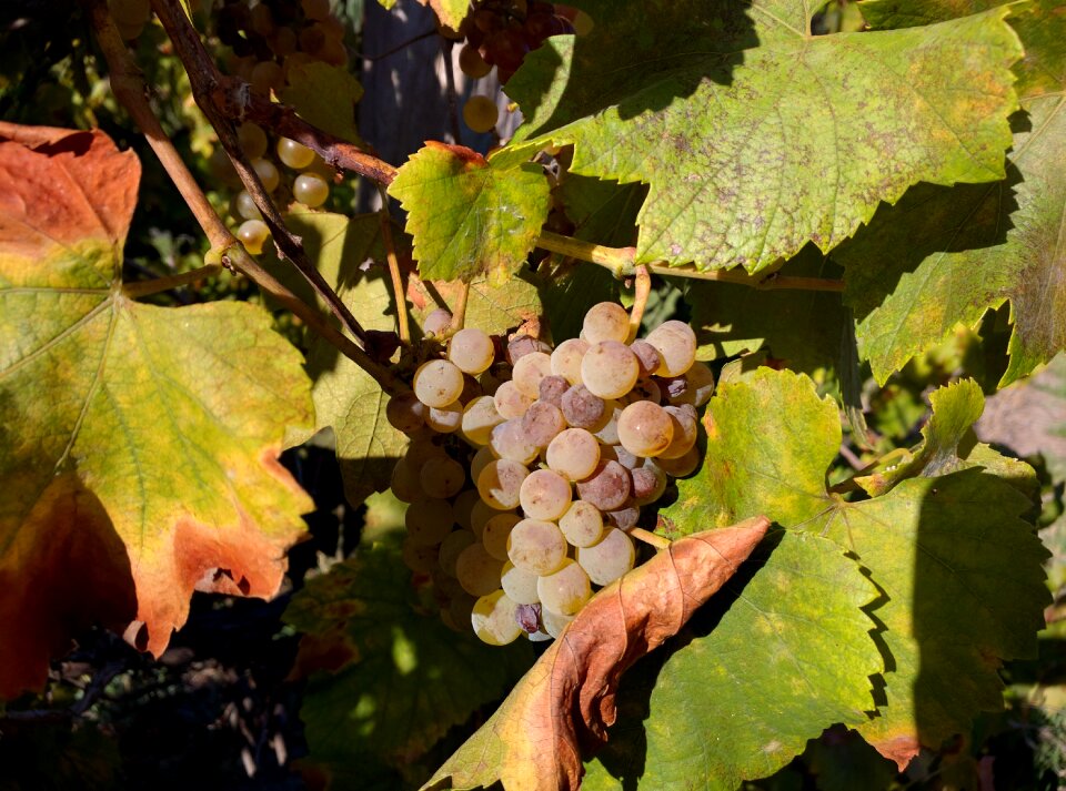 Food nature vineyard