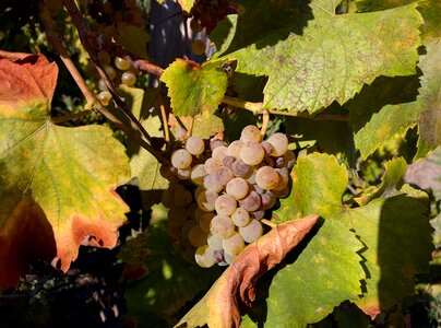 Food nature vineyard