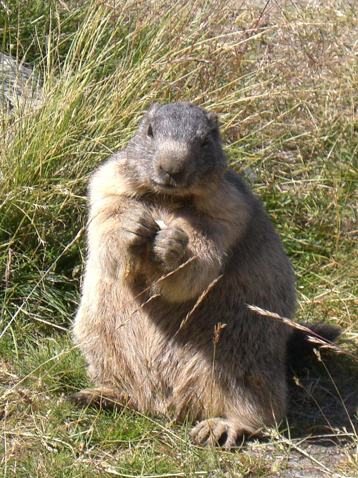 Animals marmot fauna