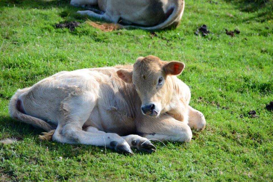 Livestock calf field