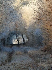 Gel forest winter