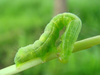 Crawling green budworm