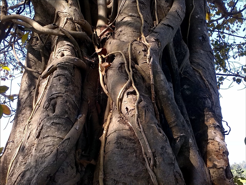 Wooden woody plants