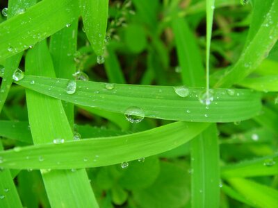 Green leaf dew weeds