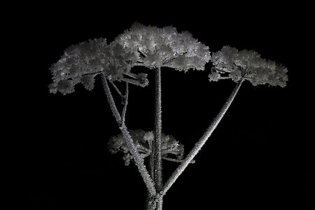 Dark ice frost photo
