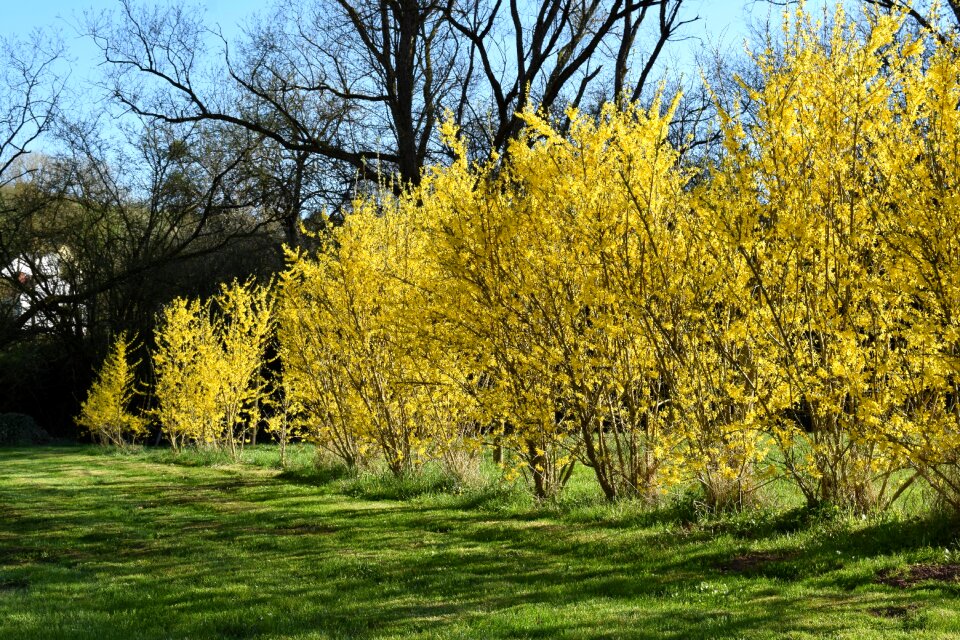 Nature eifel yellow