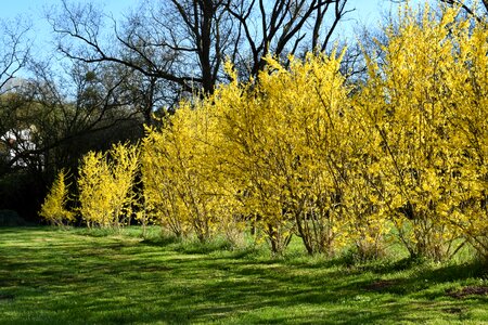 Nature eifel yellow