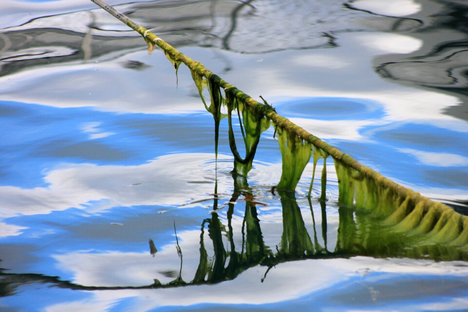 Rope moss marine