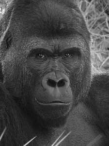 Monkey zoo wildlife