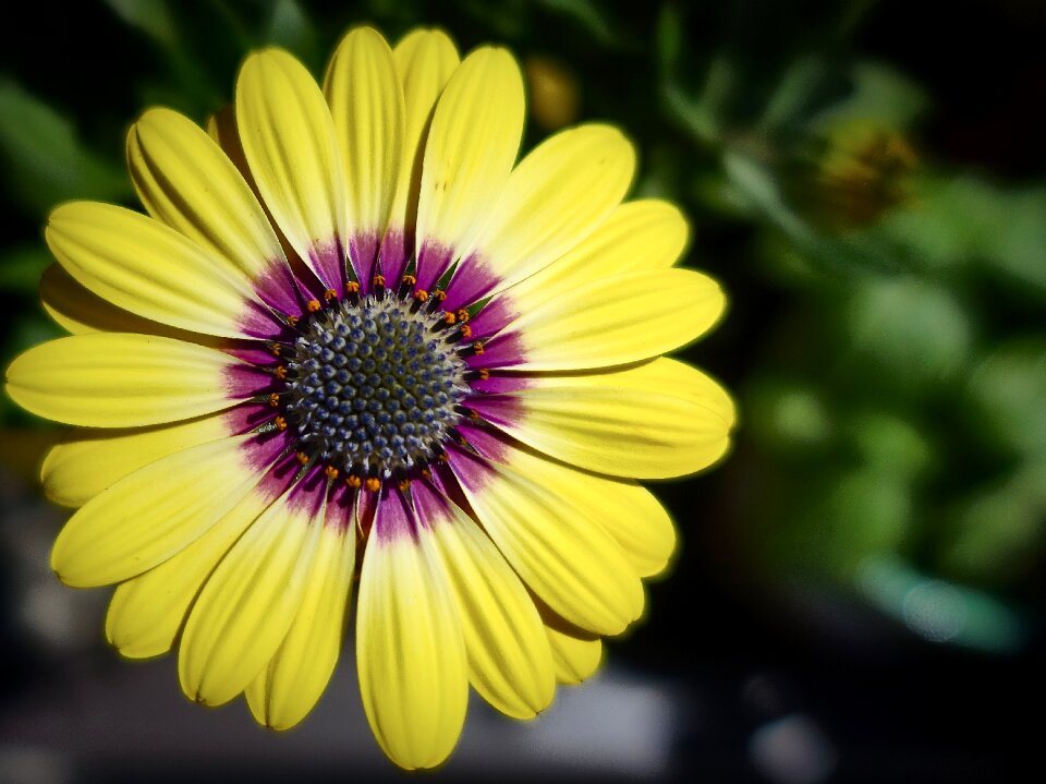 Blossom yellow gerbera