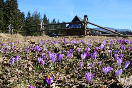 View village meadow photo