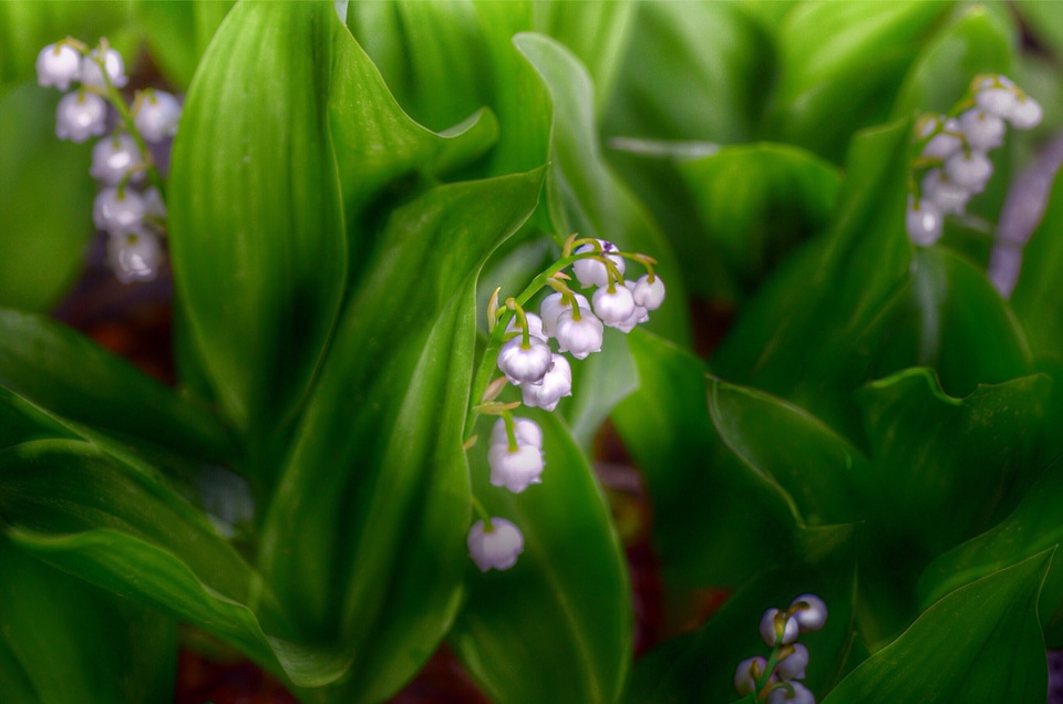 Flowers plant nature