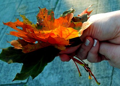 Autumn season leaves photo