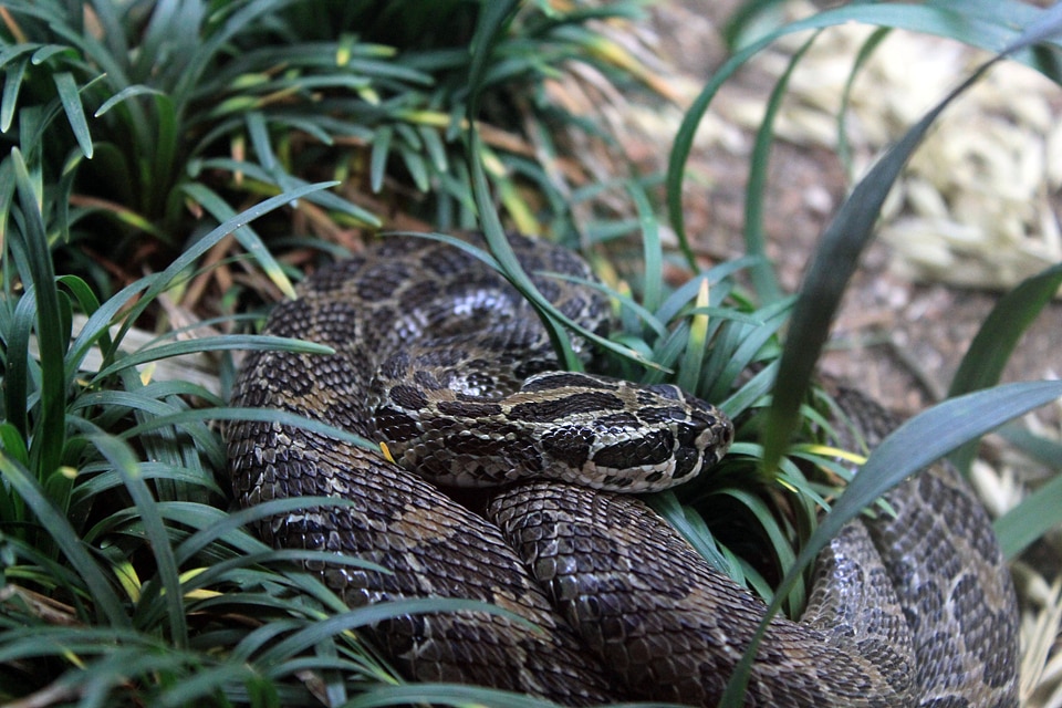 Crotalus polystictus snake animal