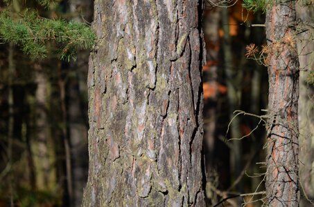 Nature the bark forest