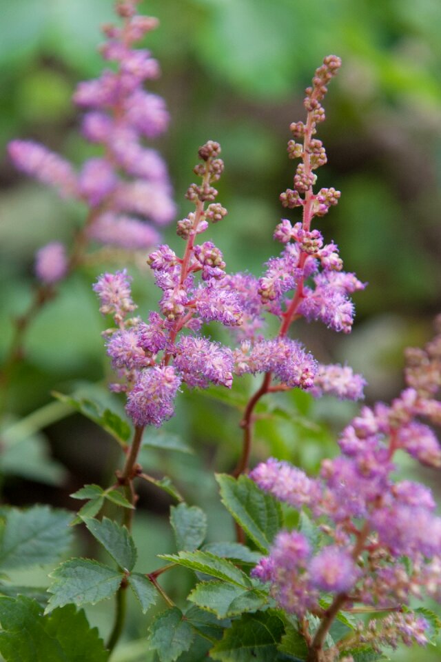 Herbs delicate flower pink