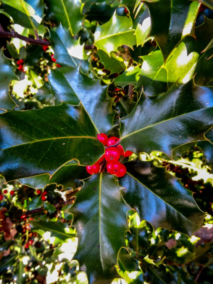 Green evergreen ornamental plant