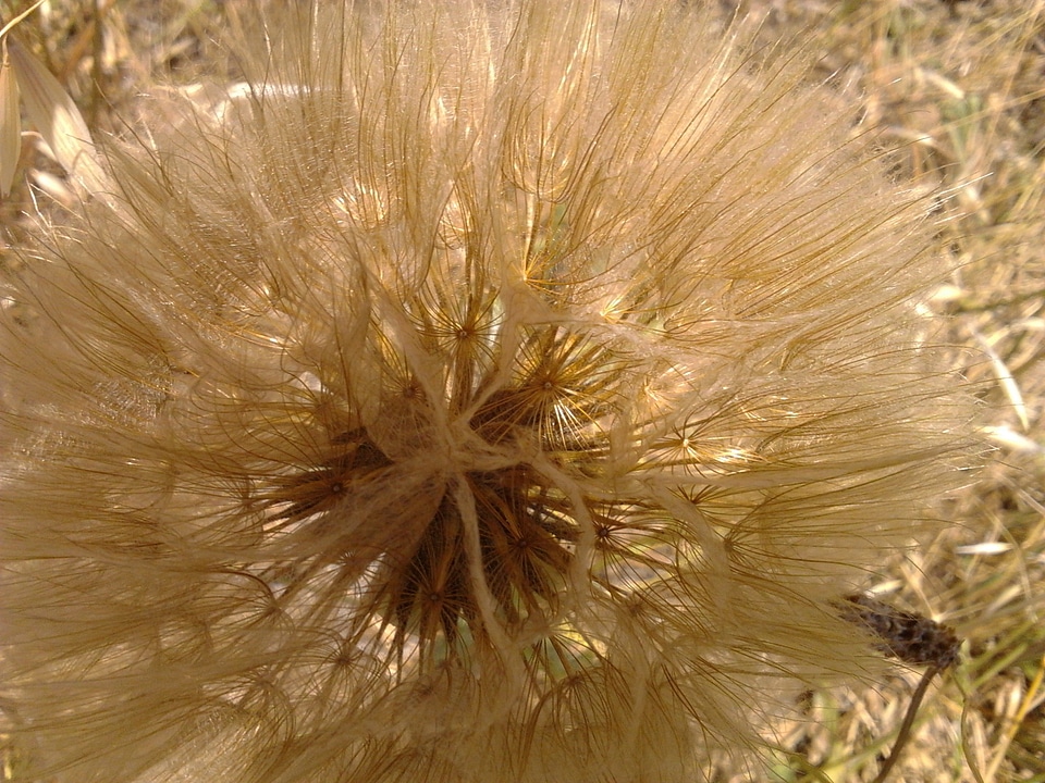 Plant natural blossom