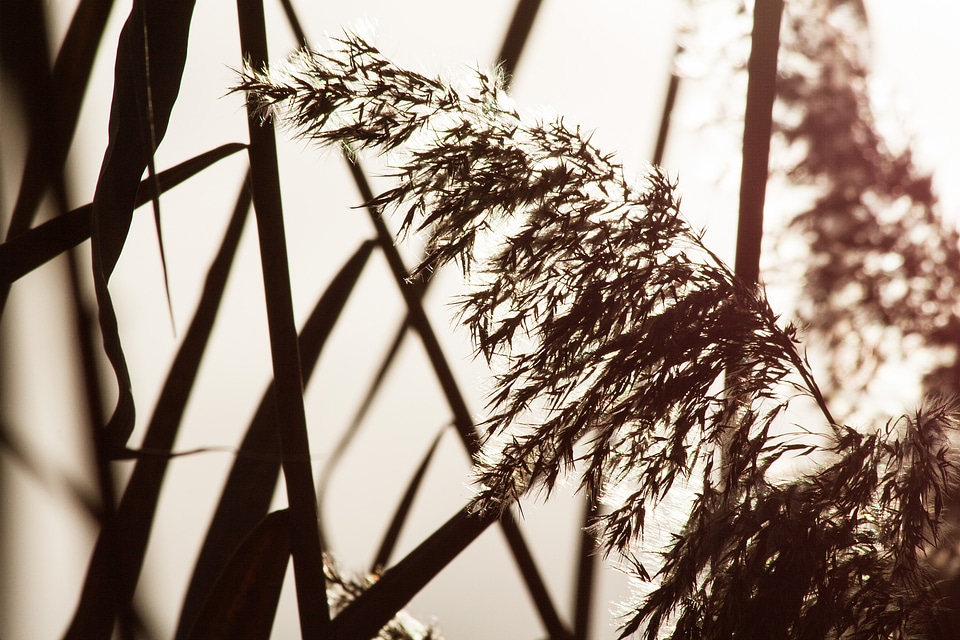 Grass poaceae marsh plant