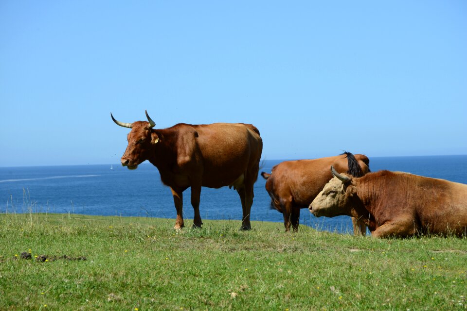 Cow livestock field