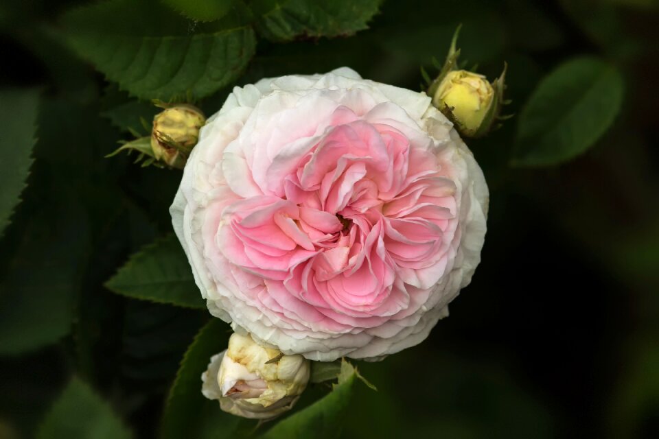 Rose old roses alba roses