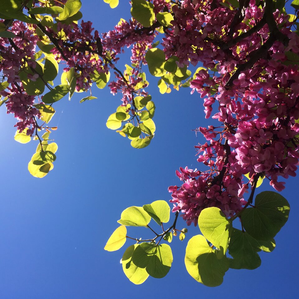 Branch nature handsomely