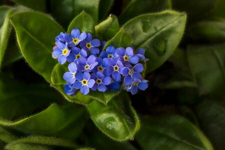 Blue flower forget mein not raublattgewächs