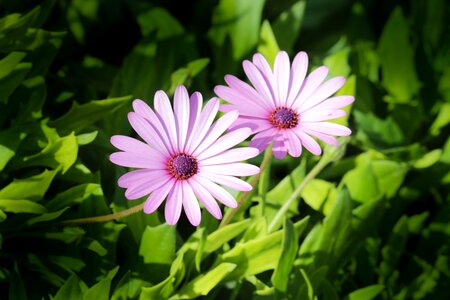 Garden nature green