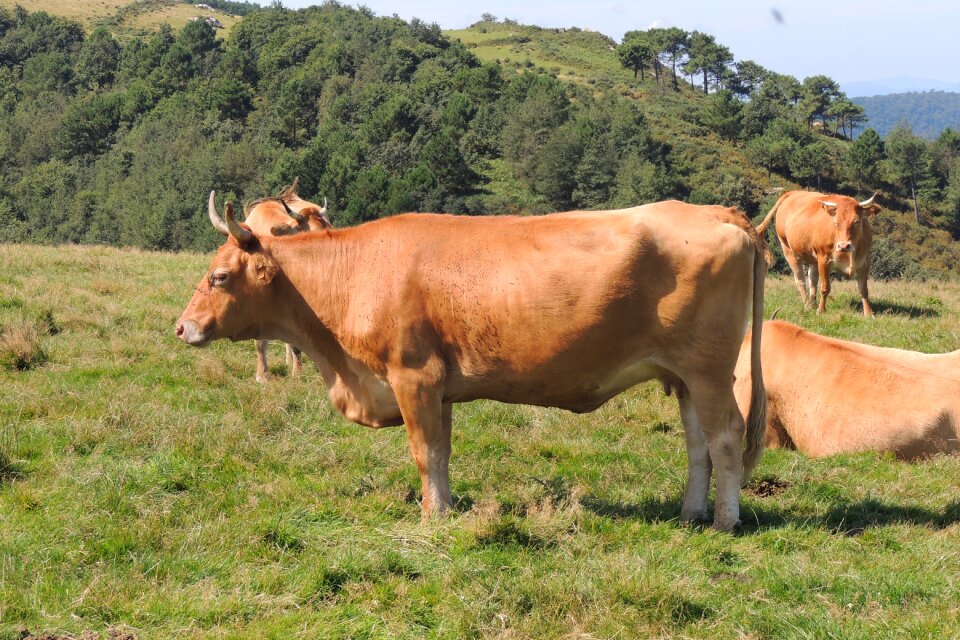 Cow livestock field