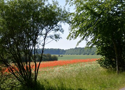 Summer flieds bloom