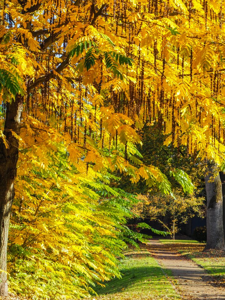 Landscape golden october autumn forest