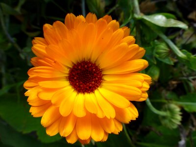 Bloom round garden