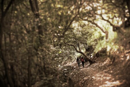 Cdmx forest nature