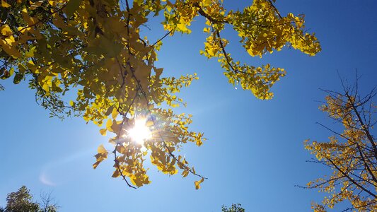 Golden yellow blue sky ginkgo photo