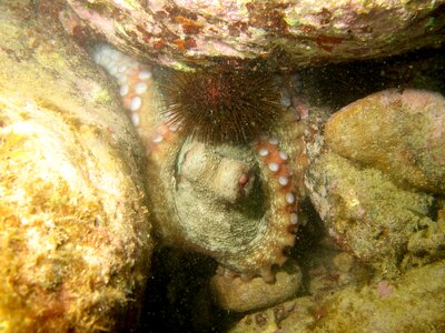 Underwater mediterranean diving photo