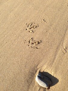Nature animal footprint photo