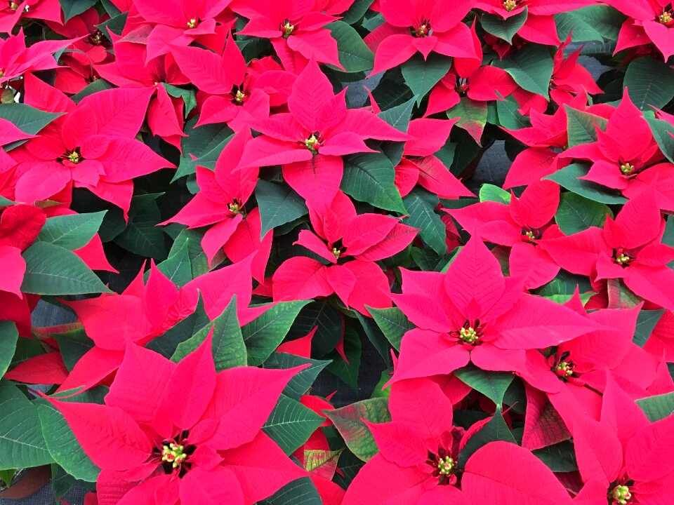 Poinsettia flowers christmas