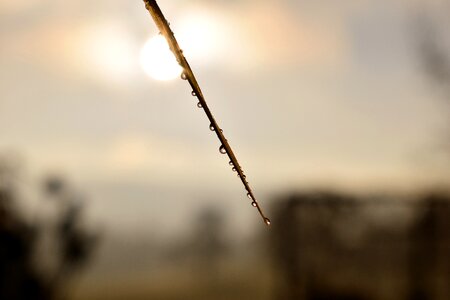 Leaf grass drop of water