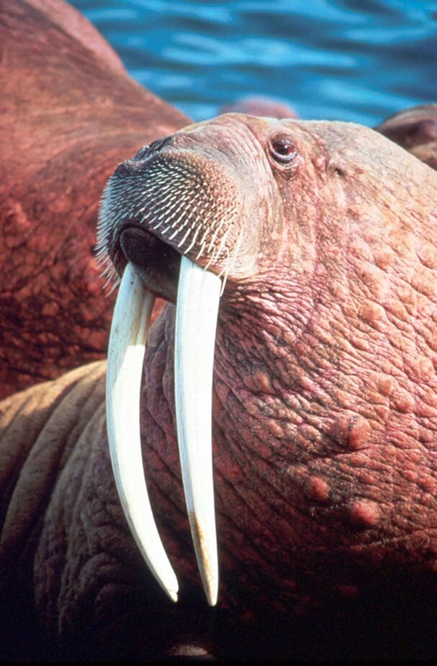 Male walrus animals